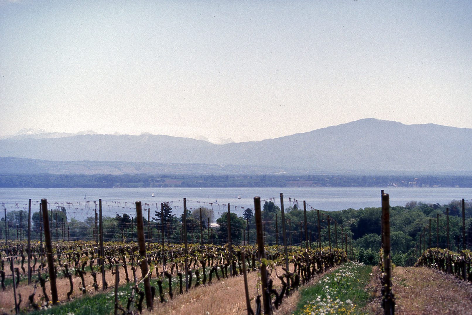 Vue sur le lac Léman et les alpes depuis la route de Crans 20 vers le Fossé du Clos projet d'une villa, maison Genève Céligny